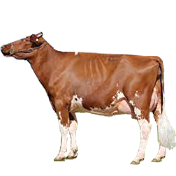 Illawarra Cow